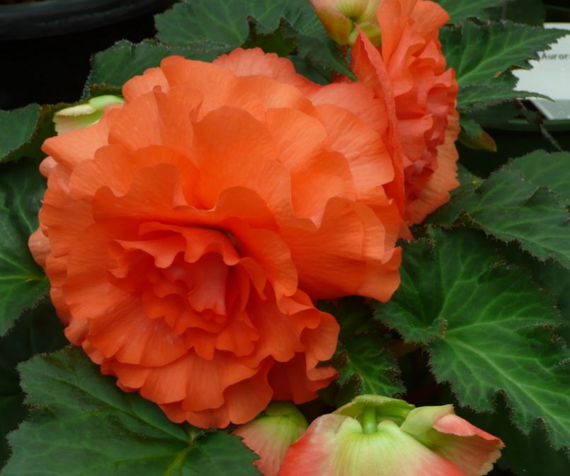 B. ‘Eve Grey’
